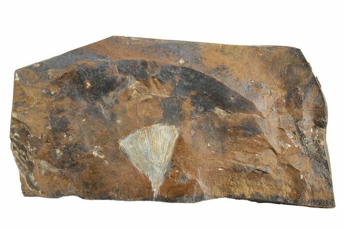 Fossil Ginkgo Leaf From North Dakota - Paleocene #236635